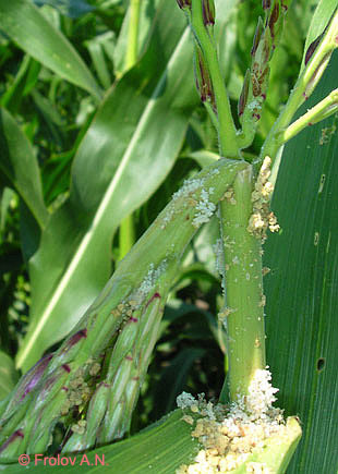 Кукурузный (стеблевой) мотылек - повреждение метелки кукурузы