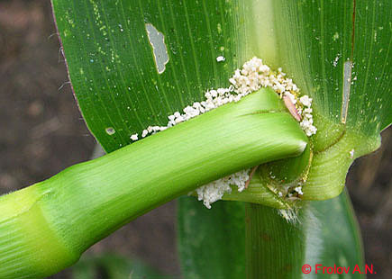 Кукурузный (стеблевой) мотылек - повреждение стебля кукурузы