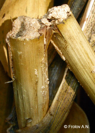 Кукурузный (стеблевой) мотылек - слом стебля от повреждения гусеницей 2 поколения