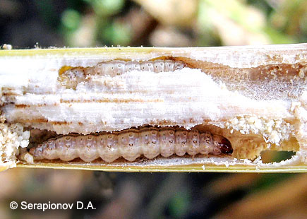 Кукурузный (стеблевой) мотылек - повреждение стебля кукурузы гусеницами 2 поколения