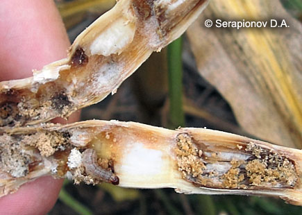 Кукурузный (стеблевой) мотылек - поврежденная гусеницами 2 поколения ножка початка кукурузы