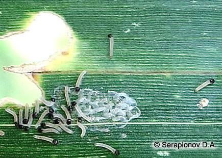 Кукурузный (стеблевой) мотылек - гусеницы 1 возраста на листе кукурузы, только что покинувшие яйца