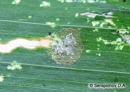 Кукурузный (стеблевой) мотылек - след на листе кукурузы от кладки яиц, из которой уже вылупились гусеницы 1 возраста