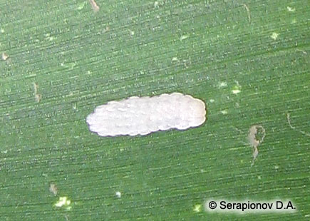 Кукурузный (стеблевой) мотылек - довольно крупная кладка яиц на листе кукурузы