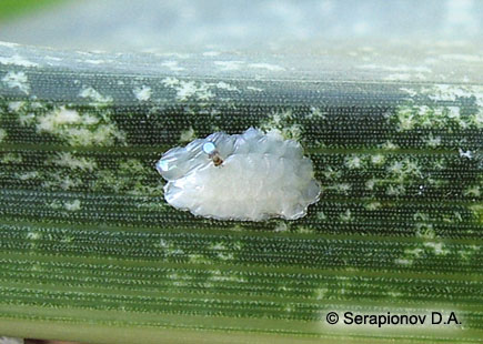 Кукурузный (стеблевой) мотылек - самка яйцееда-трихограммы Trichogramma evanescens Westw., заражающая яйцо в кладке яиц на листе кукурузы