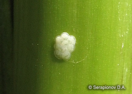 Кукурузный (стеблевой) мотылек - кладка яиц, со сформированными внутри эмбрионами. Хотя на этой стадии яйца теряют привлекательность для заражения яйцеедом-трихограммой Trichogramma evanescens Westw., заражение возможно и развитие паразита оказывается успешным