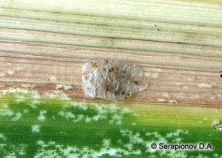 Кукурузный (стеблевой) мотылек - полностью погибшая кладка яиц от хищника с сосущим ротовым аппаратом