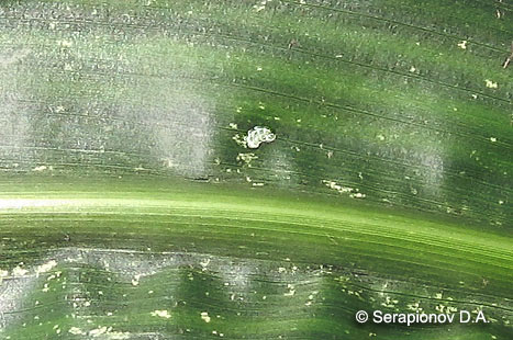 Кукурузный (стеблевой) мотылек - относительно мелкая кладка яиц на листе кукурузы