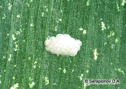 Кукурузный (стеблевой) мотылек - свежеотложенная кладка яиц на листе кукурузы