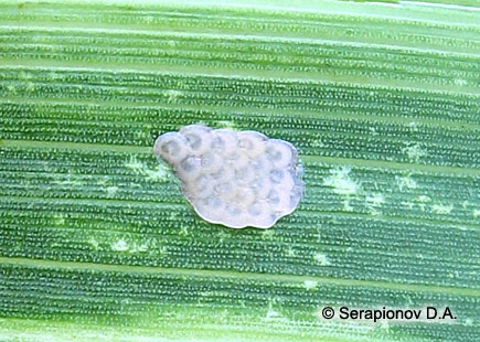 Кукурузный (стеблевой) мотылек - яица в кладке имеют хорошо развитый зародыш; кладка была отложена на лист кукурузы