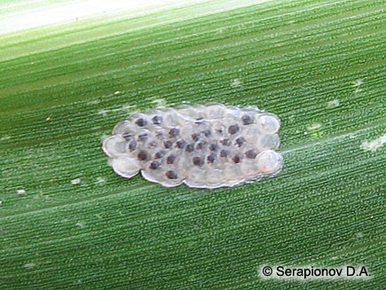 Кукурузный (стеблевой) мотылек - кладка яиц на листе кукурузы; развитие яиц дошло до такой стадии, когда под хорионом становятся различимы темнеющие головные капсулы гусениц
