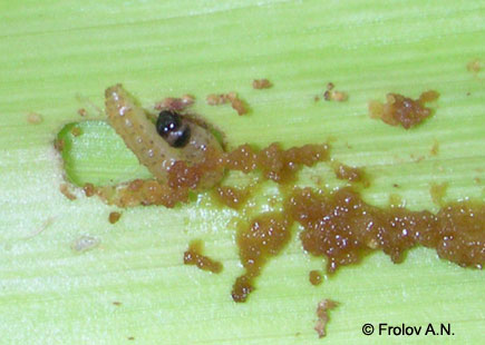 Кукурузный (стеблевой) мотылек - гусеница питается листьями кукурузы