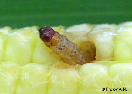 Кукурузный (стеблевой) мотылек - гусеница 5 возраста питается зерном початка кукурузы