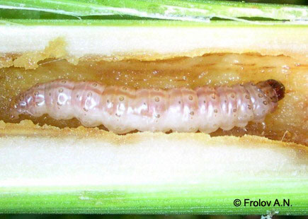 Кукурузный (стеблевой) мотылек - полностью напитавшаяся гусеница 5 возраста внутри стебля кукурузы