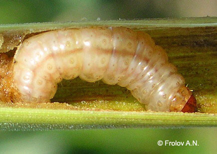 Кукурузный (стеблевой) мотылек - гусеница 5 возраста питается внутри метелки кукурузы