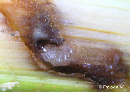 Кукурузный (стеблевой) мотылек - гусеница 5 возраста готовится к окукливанию внутри стебля кукурузы