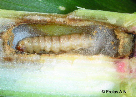 Кукурузный (стеблевой) мотылек - предкуколка внутри стебля кукурузы