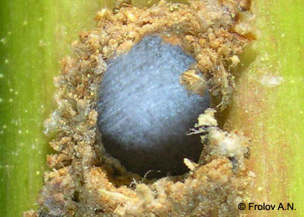 Кукурузный (стеблевой) мотылек - вылетное отверстие в стебле кукурузы, заплетенное паутинкой