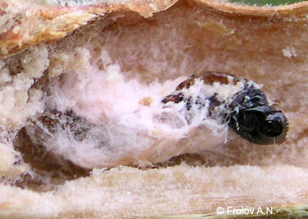 Кукурузный (стеблевой) мотылек - гусеница 5 возраста, погибшая от гриба Beauveria bassiana