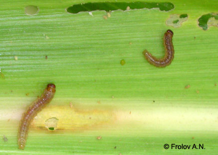 Кукурузный (стеблевой) мотылек - гусеницы питаются листьями кукурузы