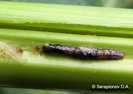 Кукурузный (стеблевой) мотылек - мертвая гусеница 4 возраста