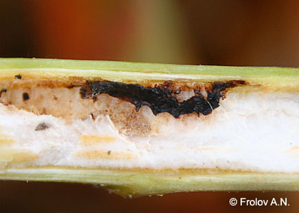 Мертвая гусеница кукурузного (стеблевого) мотылька в стебле дурнишника зобовидного Xanthium strumarium.