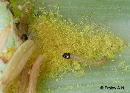 Кукурузный (стеблевой) мотылек - гусеница питается пыльцевыми зернами кукурузы