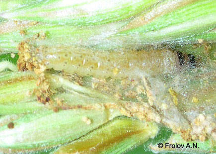 Кукурузный (стеблевой) мотылек - гусеница 3 возраста питается колосками метелки кукурузы