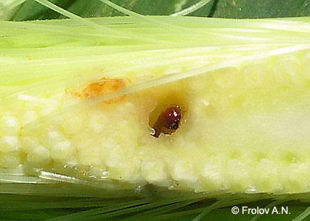 Кукурузный (стеблевой) мотылек - гусеница 4 возраста внедрилась в молодой початок кукурузы