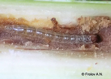 Кукурузный (стеблевой) мотылек - гусеница 5 возраста питается внутри стебля кукурузы