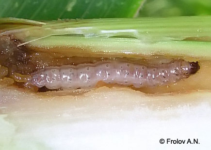 Кукурузный (стеблевой) мотылек - гусеница 5 возраста питается внутри стебля кукурузы