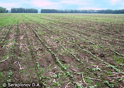 Послеуборочные растительные остатки кукурузы, в которые перезимовывают гусеницы кукурузного мотылька