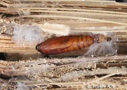 Куколка кукурузного мотылька внутри растительного остатка кукурузы - еще один снимок