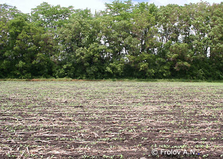 Послеуборочные растительные остатки кукурузы, в которые перезимовывают гусеницы кукурузного мотылька - еще одна фотография