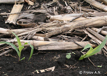 Послеуборочные растительные остатки кукурузы, в которые перезимовывают гусеницы кукурузного мотылька крупным планом