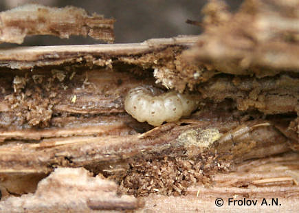 Перезимовавшая гусеница внутри растительного остатка - еще один снимок