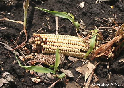 Растительный остаток - перезимовавший початок, потерянный при уборке кукурузы осенью прошлого года. В текущем году на том же поле высеяна кукуруза - видны молодые всходы.