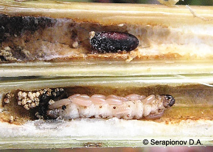 Паразиты гусениц кукурузного (стеблевого) мотылька на дурнишнике зобовидном Xanthium strumarium