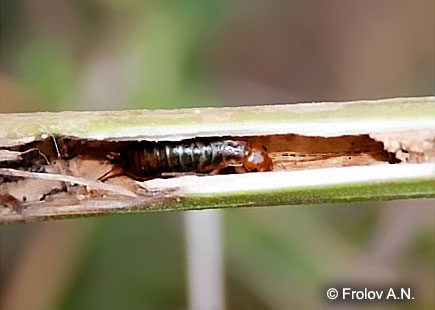 Уховертка - хищник гусениц на конопле и других видах двудольных растения-хозяев