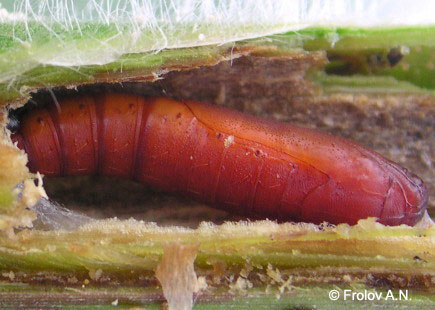 Кукурузный (стеблевой) мотылек - куколка внутри стебля кукурузы