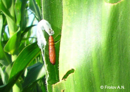 Кукурузный (стеблевой) мотылек - куколка на листе кукурузы