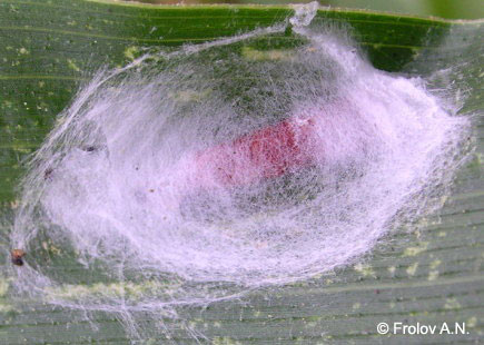Кукурузный (стеблевой) мотылек - молодая куколка на листе кукурузы, прикрытая паутиной