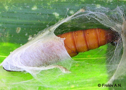 Кукурузный (стеблевой) мотылек - куколка на листе кукурузы, паутина разорвана