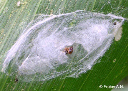 Кукурузный (стеблевой) мотылек - куколка на листе кукурузы отсутствует, сохранились остатки головной капсулы гусеницы, прекрасно видны следы от паутины в месте окукливания