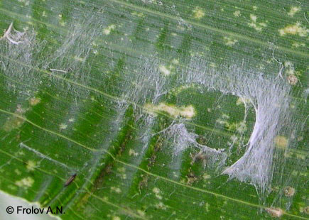 Кукурузный (стеблевой) мотылек - куколка отсутствует, сохранились слабые следы паутины на листе кукурузы в том месте, где происходило окукливание