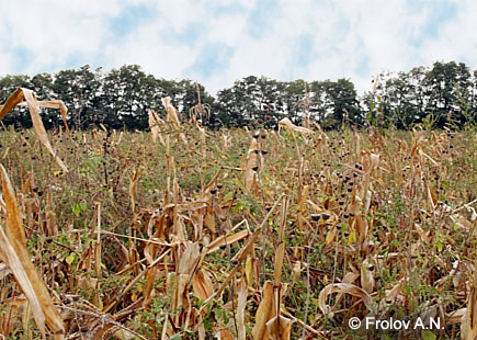 Хлопковая совка -  на поле полностью созревшей кукурузы питаться гусеницам остается лишь сорняками
