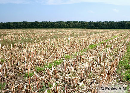 Убранный участок гибридизации кукурузы