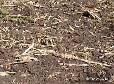 Послеуборочные растительные остатки кукурузы, после дискования